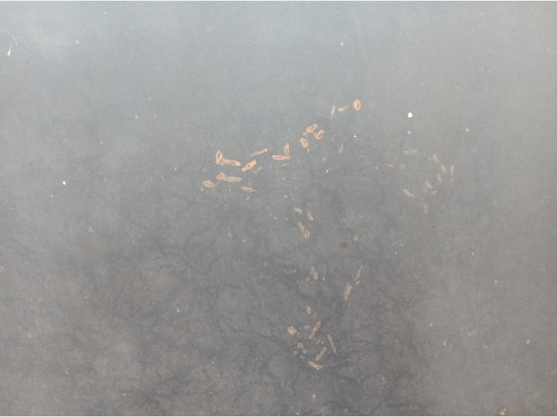 Recambio de capot para bmw serie 7 (e38) 730il referencia OEM IAM 5PUERTAS 5 PUERTAS 5 PUERTAS