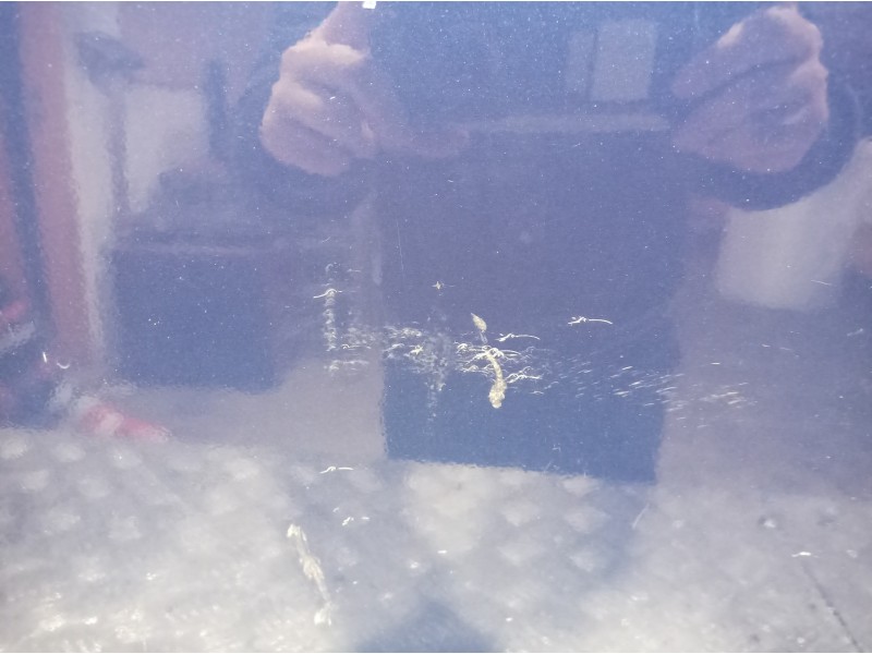 Recambio de puerta delantera izquierda para ford focus berlina (cap) ambiente (d) referencia OEM IAM   