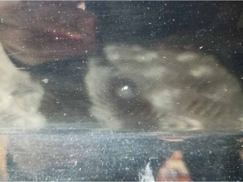 Recambio de puerta delantera derecha para peugeot 307 break / sw (s1) break xs referencia OEM IAM   