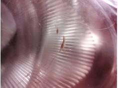 Recambio de faro derecho para nissan note (e11e) acenta referencia OEM IAM 260109U100 89900917 260109U100 2