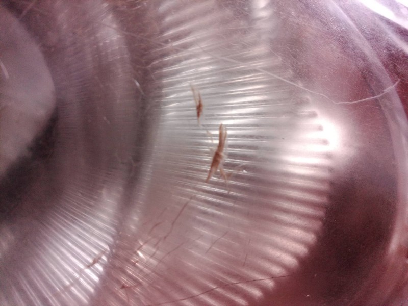 Recambio de faro derecho para nissan note (e11e) acenta referencia OEM IAM 260109U100 89900917 260109U100