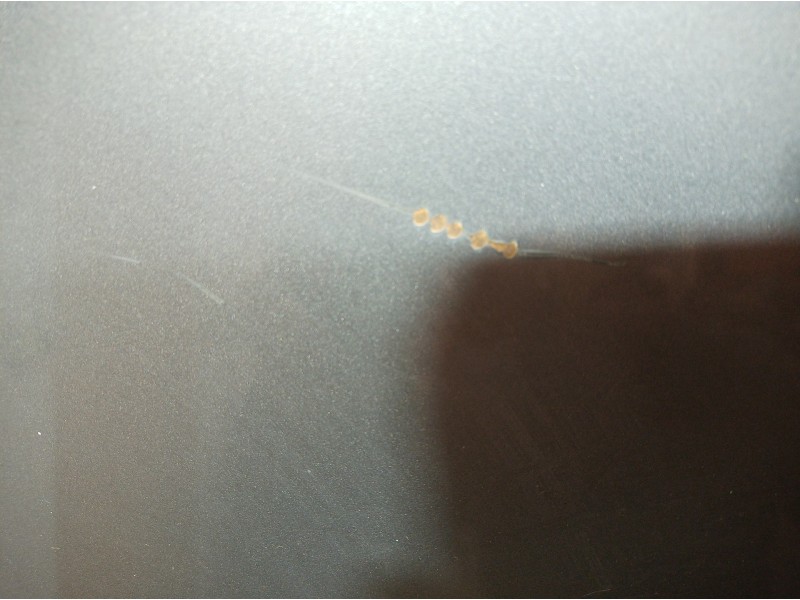 Recambio de capot para lexus ls400 (ucf20) básico (ucf 20) referencia OEM IAM   