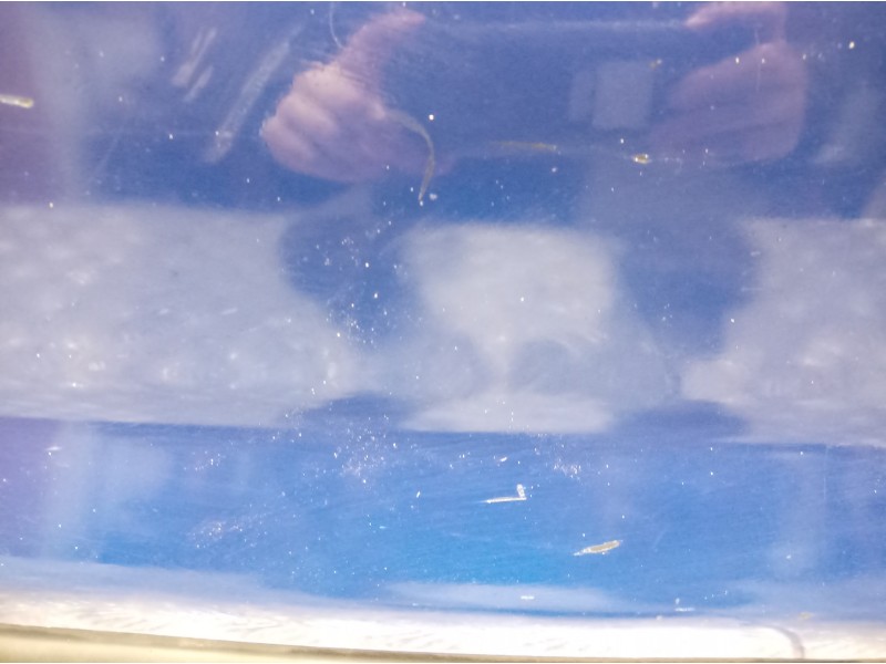 Recambio de paragolpes trasero para mg serie 25 (rf) 1.4 16v cat referencia OEM IAM   