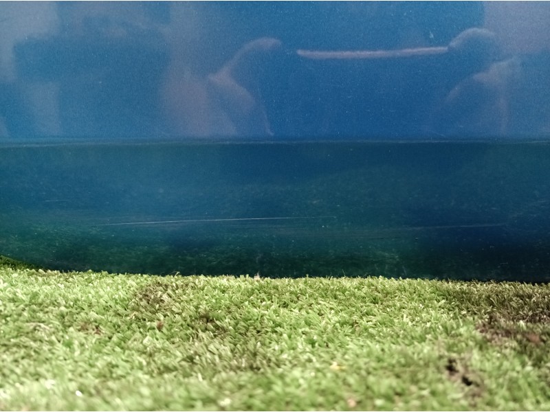 Recambio de puerta trasera derecha para renault clio ii fase ii (b/cb0) dynamique referencia OEM IAM   