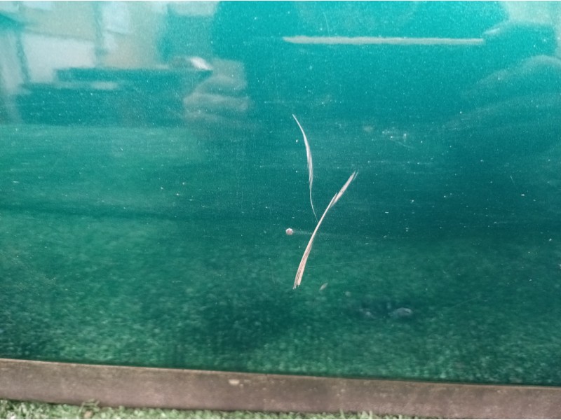 Recambio de puerta trasera izquierda para mercedes-benz clase a (w168) 160 (168.033) referencia OEM IAM   