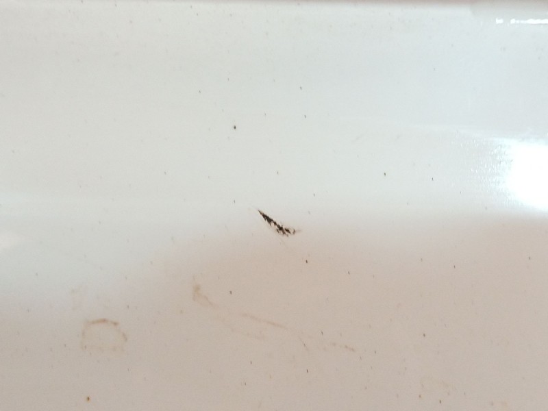 Recambio de paragolpes trasero para volkswagen tiguan (ad1, ax1) 1.5 tsi referencia OEM IAM   