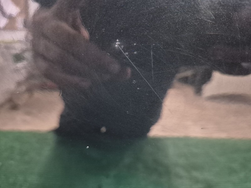 Recambio de puerta trasera izquierda para volvo v50 (545) 1.8 referencia OEM IAM   