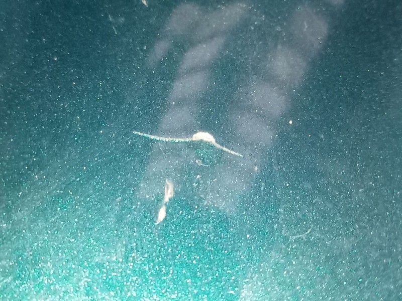 Recambio de capot para mercedes-benz clase e (w211) e 320 cdi (211.026) referencia OEM IAM   