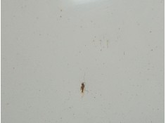 Recambio de capot para chevrolet cruze (j300) 2.0 cdi referencia OEM IAM    2