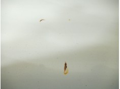 Recambio de tapa maletero para cadillac cts 3.0 referencia OEM IAM    2