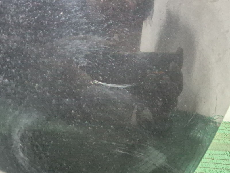 Recambio de porton trasero para lancia ypsilon (843_) 1.4 lpg (843.axg1a) referencia OEM IAM   