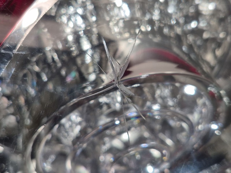 Recambio de piloto trasero izquierdo para volkswagen golf plus (5m1) bluemotion edition referencia OEM IAM   